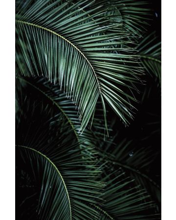 
Fotomural palmera 100990