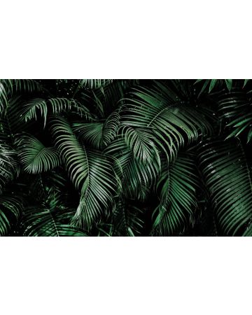 Fotomural tropical 363104gMW