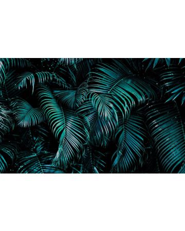 Fotomural tropical 363111gMW