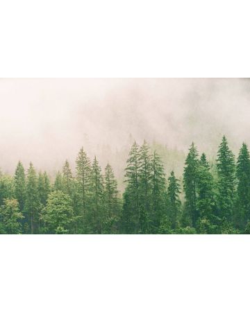 Fotomural bosque 363203gMW