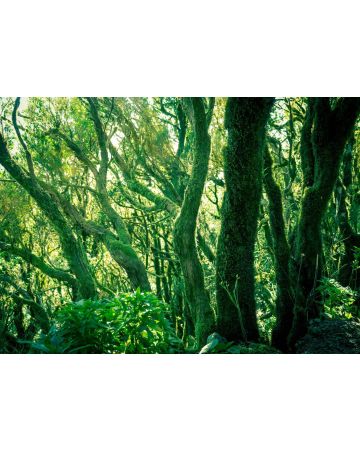 Fotomural bosque verde 363258gMW