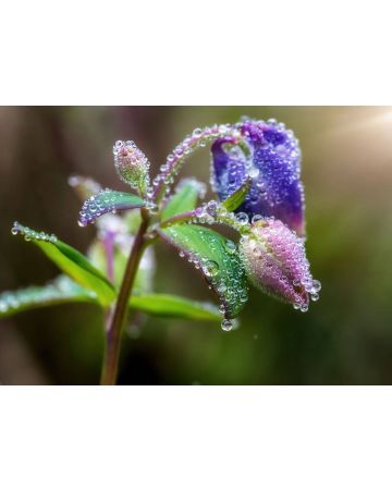 Fotomural rocío en flor 363319gMW
