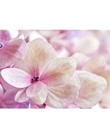 Fotomural flor rosa 363326gMW