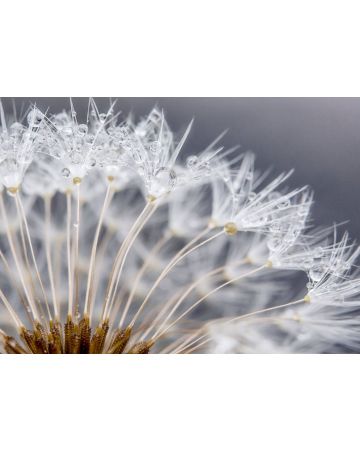 Fotomural flor blanca 363333gMW