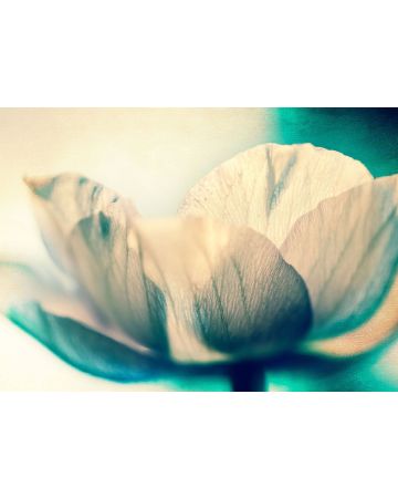 Fotomural flor blanca 363340gMW