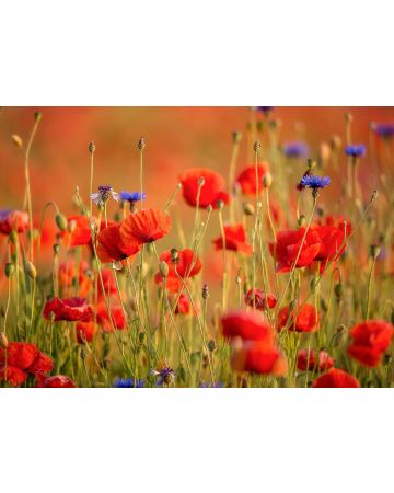 Fotomural amapolas 363371gMW