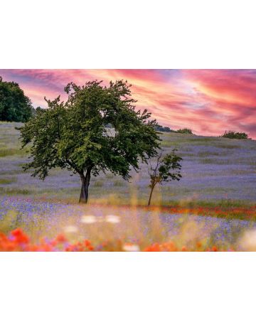 Fotomural árbol 363425gMW
