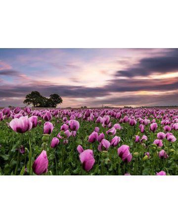 Fotomural flores en el campo 363456gMW