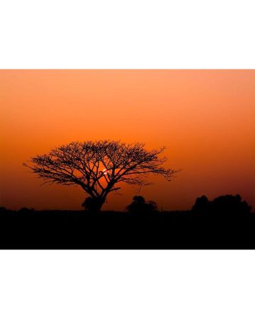 Fotomural baobab 363647gKEN