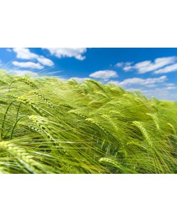 Fotomural campo de cereal 363746gMW