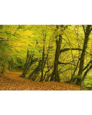 Fotomural otoño en el bosque 363753gMW