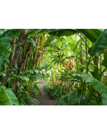 Fotomural tropical 363784gMW