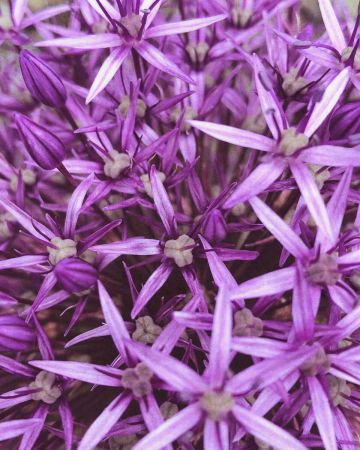 Fotomural flores rosa violeta 364125gMW