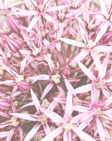 Fotomural flores rosa blanco 364132gMW