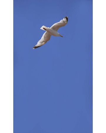 Fotomural gaviota volando 364736gMW