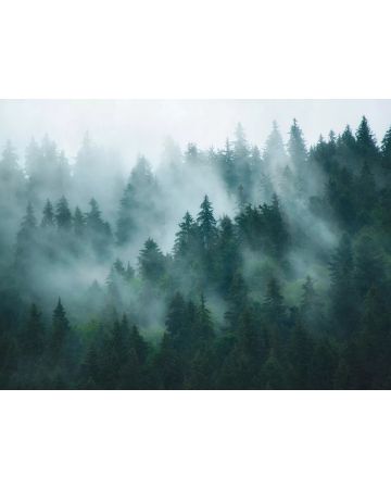 Fotomural bosque 398981gWALL