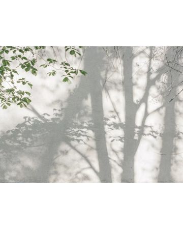 Fotomural bosque 399251gWALL