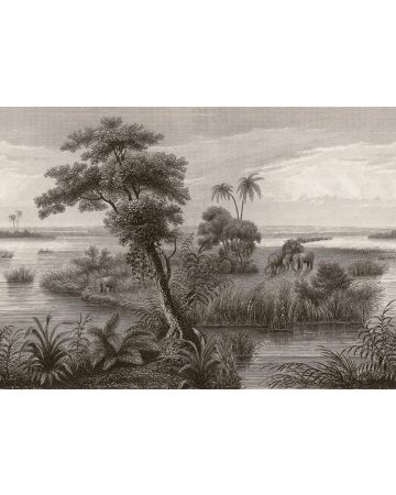 Fotomural selva 556148gMW