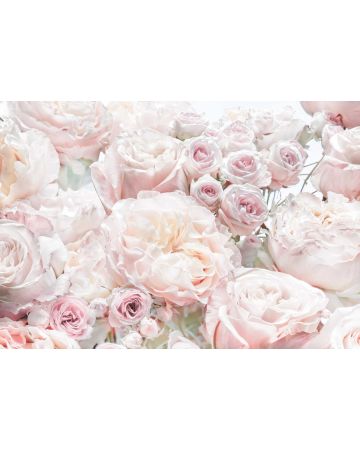 Fotomural Rosas en Primavera 8g976gIE4