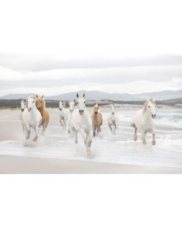 Fotomural Caballos Blancos 8g986gIE4