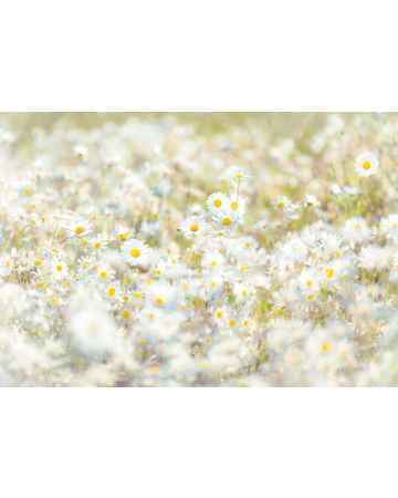Fotomural Margaritas 8g994gIE4