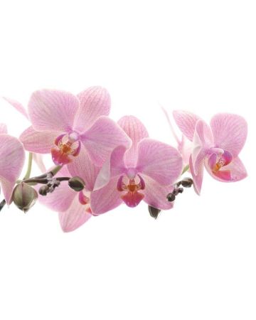 Fotomural flores 838350gMW