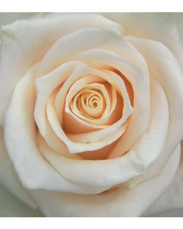 Fotomural rosa 839654gMW