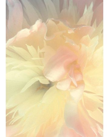 Fotomural flor 839807gMW