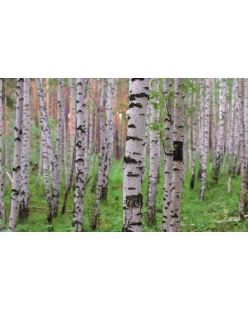 Fotomural troncos de abedul 848359gMW