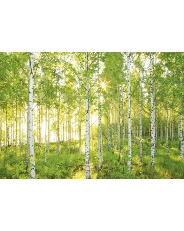Fotomural Bosque Soleado 8g519gIE4