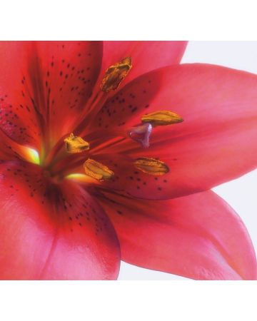 Fotomural flor roja 890051gMW