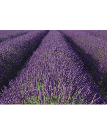 Fotomural lavanda 890204gMW