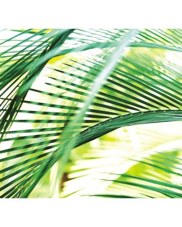 Fotomural tropical 890501gMW