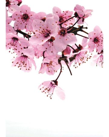 Fotomural flores 890600gMW