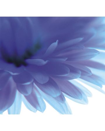 Fotomural flor azul 890754gMW
