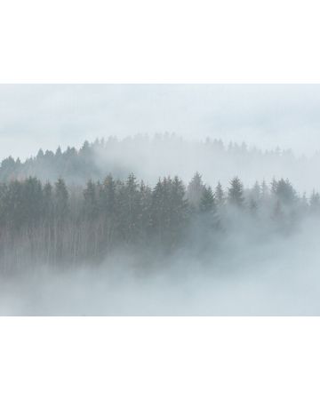 Fotomural bosque bruma DD118604gDW