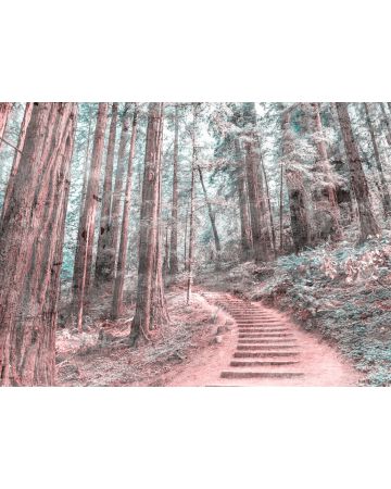 Fotomural camino bosque DD118628gDW