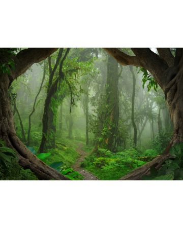 Fotomural bosque tropical DD118632gDW