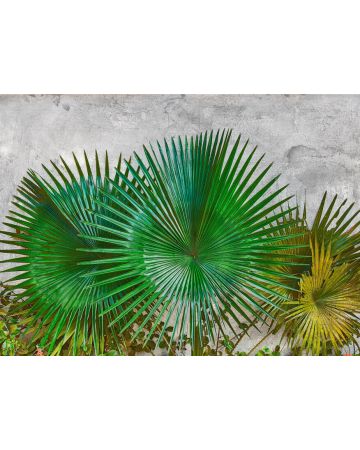 Fotomural palmera DD118710gDW
