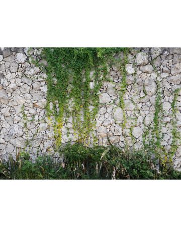 Fotomural muro piedra DD118793gDW
