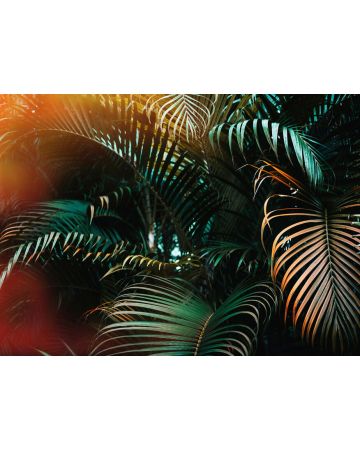 Fotomural jungla colores DD118795gDW