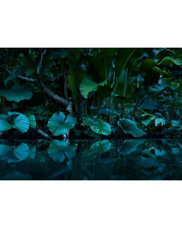 Fotomural jungla tropical DD118796gDW