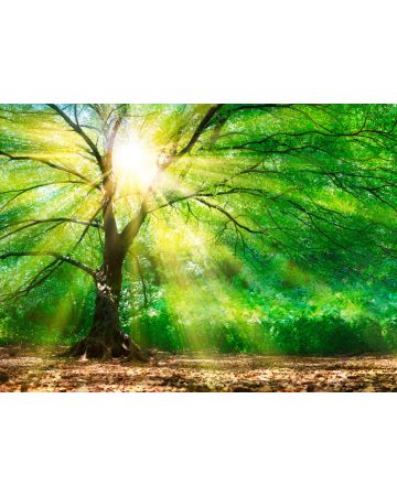 Fotomural Sol bosque DD118798gDW