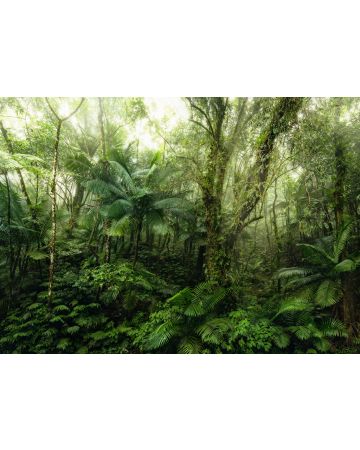 Fotomural Selva Verde X7g1009gIE4