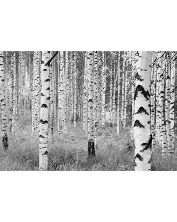 Fotomural Bosque XXL4g023gIE4