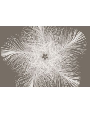 Fotomural Estrella de Plumas XXL4g006gIE4